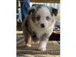 Miniature Australian Shepherd Puppy for sale in Downsville, LA, USA