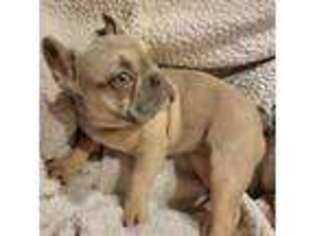 French Bulldog Puppy for sale in Peoria, IL, USA
