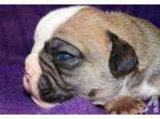 Bulldog Puppy for sale in BRYN MAWR, PA, USA