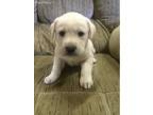 Labrador Retriever Puppy for sale in Madison, SD, USA