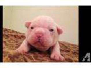 French Bulldog Puppy for sale in MIDWAY, TX, USA