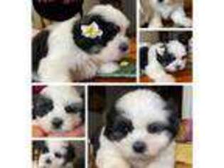 Maltese Puppy for sale in Hilo, HI, USA