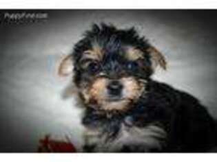 Yorkshire Terrier Puppy for sale in Wylliesburg, VA, USA