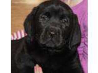 Labrador Retriever Puppy for sale in Cortland, NY, USA