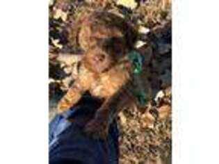 Mutt Puppy for sale in Booneville, AR, USA