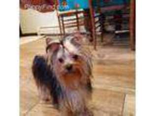 Yorkshire Terrier Puppy for sale in Wind Gap, PA, USA