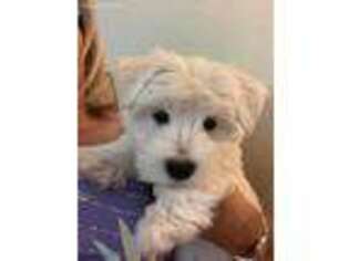 West Highland White Terrier Puppy for sale in Mulberry, FL, USA