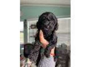 Mutt Puppy for sale in Goldsboro, NC, USA