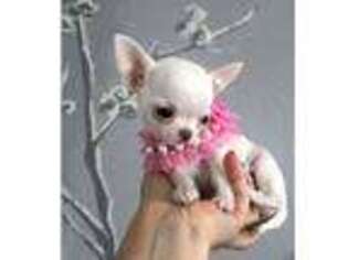Chihuahua Puppy for sale in Springfield, MA, USA