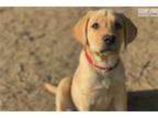 Labrador Retriever Puppy for sale in Merced, CA, USA