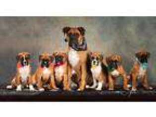 Boxer Puppy for sale in Saint Croix Falls, WI, USA