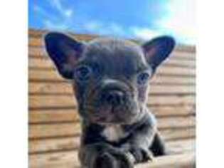 French Bulldog Puppy for sale in Williamsburg, KY, USA