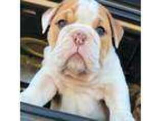 Bulldog Puppy for sale in Kirkland, WA, USA