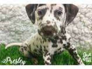 Dalmatian Puppy for sale in Hattiesburg, MS, USA