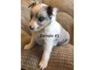 Shetland Sheepdog Puppy for sale in Andrews, TX, USA