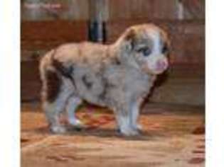 Australian Shepherd Puppy for sale in Redfield, KS, USA