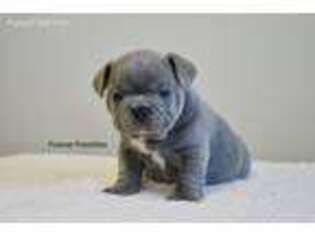 French Bulldog Puppy for sale in Collinsville, AL, USA