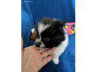 Pomeranian Puppy for sale in Arlington, WA, USA
