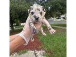Mutt Puppy for sale in Riverview, FL, USA