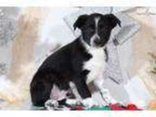 Border Collie Puppy for sale in Baltimore, MD, USA