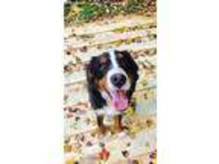 Bernese Mountain Dog Puppy for sale in Silver Spring, MD, USA