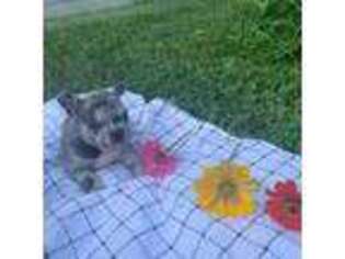 French Bulldog Puppy for sale in Crown Point, IN, USA