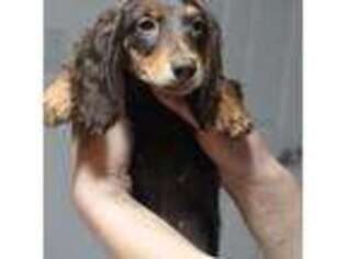 Dachshund Puppy for sale in Saint Cloud, FL, USA