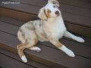 Australian Shepherd Puppy for sale in Attica, IN, USA