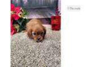 Cavalier King Charles Spaniel Puppy for sale in Fort Wayne, IN, USA