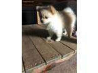Pomeranian Puppy for sale in Richland, MO, USA