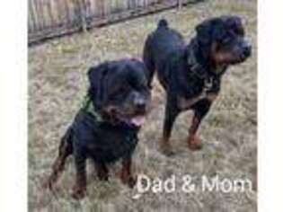 Rottweiler Puppy for sale in Denver, CO, USA