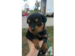 Rottweiler Puppy for sale in STEVENSVILLE, MT, USA