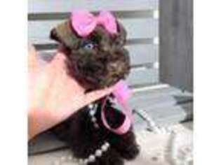 Mutt Puppy for sale in Orem, UT, USA