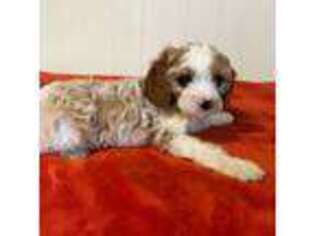 Cavapoo Puppy for sale in Lowville, NY, USA