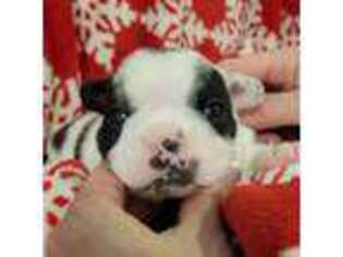 French Bulldog Puppy for sale in Windham, CT, USA