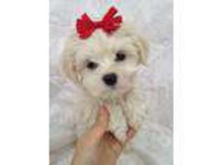 Havanese Puppy for sale in Plano, TX, USA