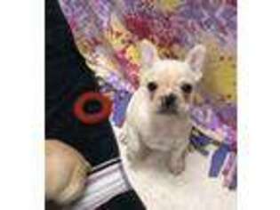 French Bulldog Puppy for sale in Abilene, KS, USA