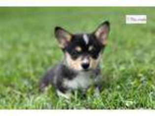 Buggs Puppy for sale in Columbia, MO, USA