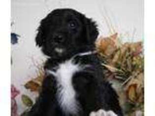 Mutt Puppy for sale in Quincy, WA, USA