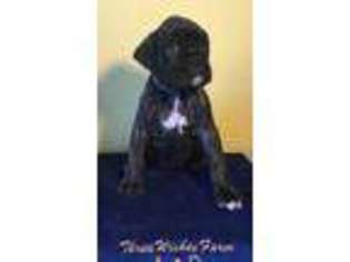 Boxer Puppy for sale in Cochranville, PA, USA