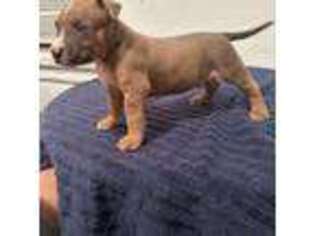 Mutt Puppy for sale in Newark, NJ, USA