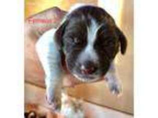 German Shorthaired Pointer Puppy for sale in Green Bay, WI, USA