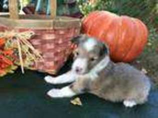 Shetland Sheepdog Puppy for sale in Locust Grove, VA, USA