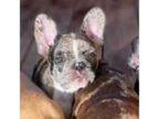French Bulldog Puppy for sale in New London, NC, USA