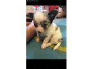 Chihuahua Puppy for sale in Vilonia, AR, USA