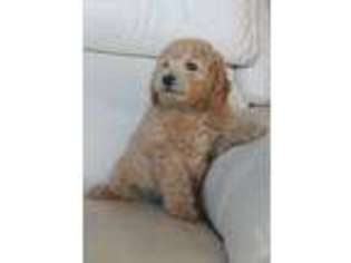 Goldendoodle Puppy for sale in Alderson, WV, USA