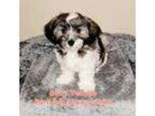 Havanese Puppy for sale in Perry, GA, USA