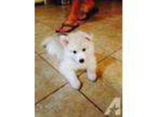Siberian Husky Puppy for sale in CHICO, CA, USA