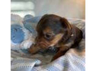Yorkshire Terrier Puppy for sale in Hampton, VA, USA