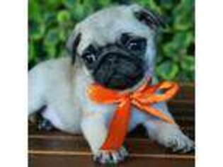 Pug Puppy for sale in Shipshewana, IN, USA